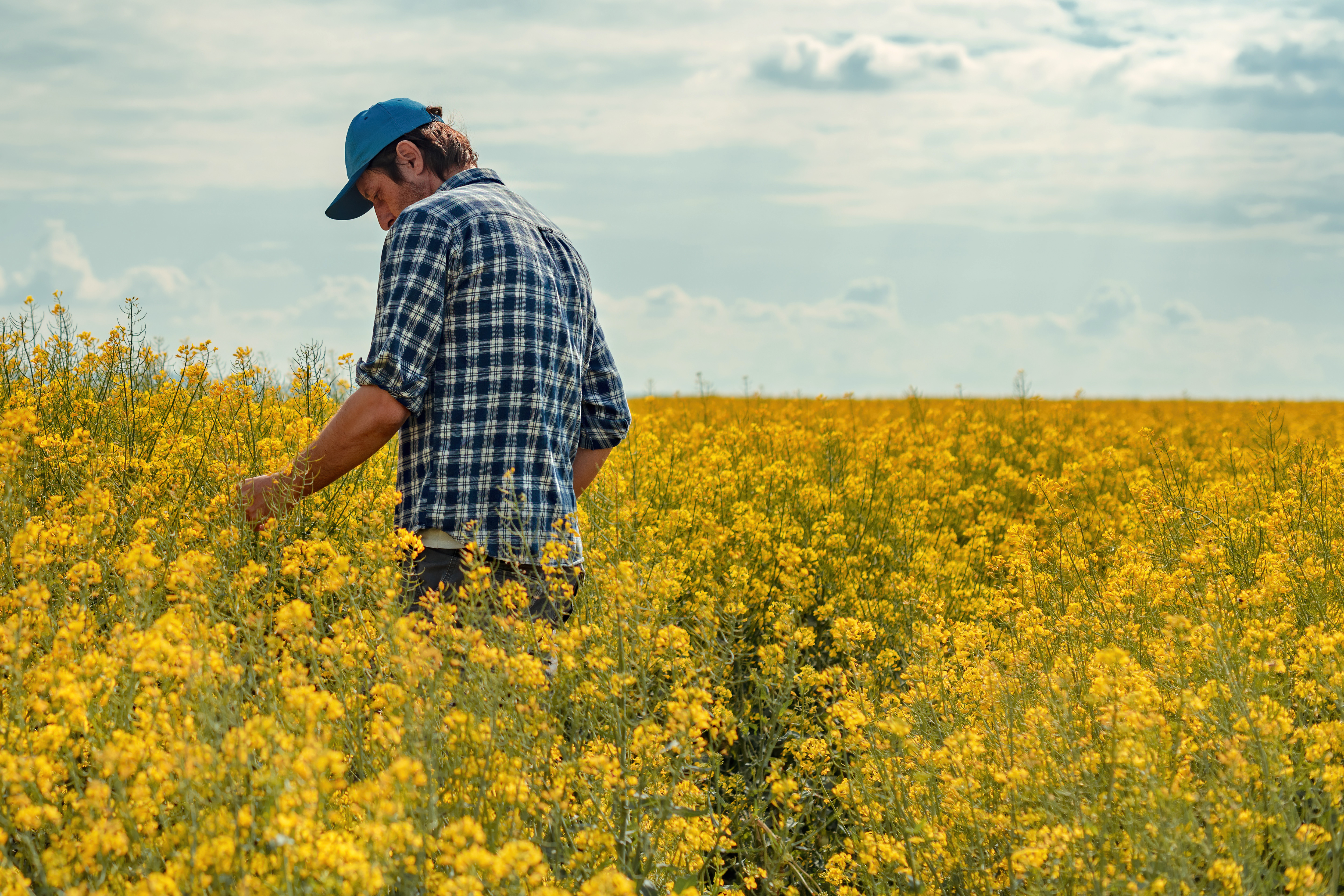 Farmer inspecting canola crop — Pixal 3D field operations